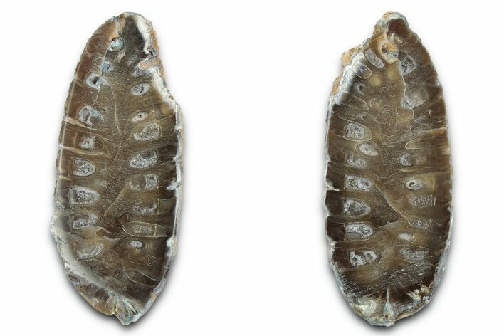 Cut & Polished Fossil Cycadophyte Cone - Boujdour, Morocco #346845